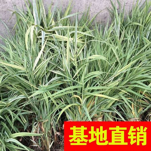 杭州芦竹 大量供应花叶卢竹！基地直销，放心产品