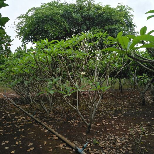 临高县红鸡蛋花 6-12公分鸡蛋花黄花