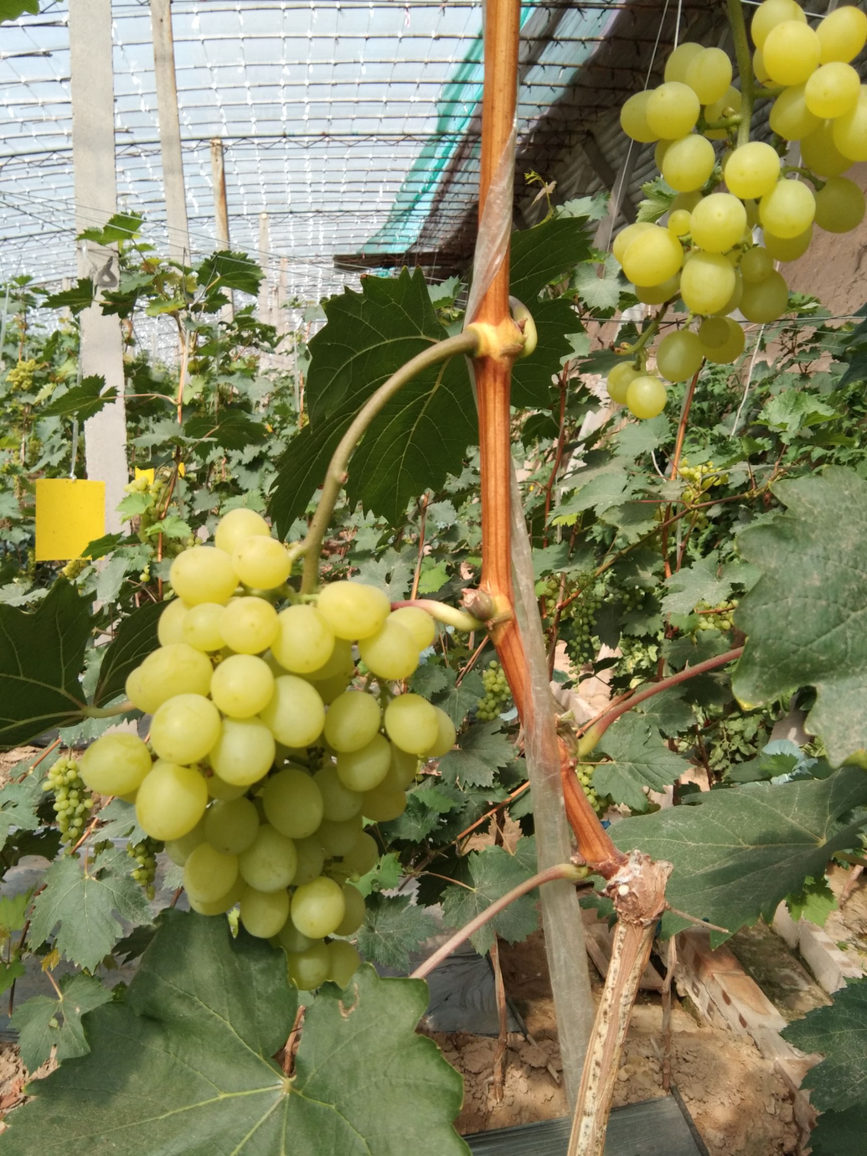  无核脆宝葡萄