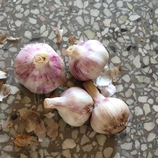 泗县 大量新鲜大蒜出售