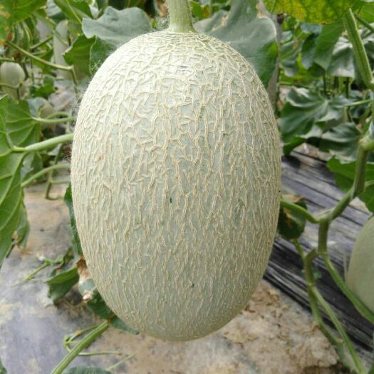 阜城县 西州蜜，金镶玉