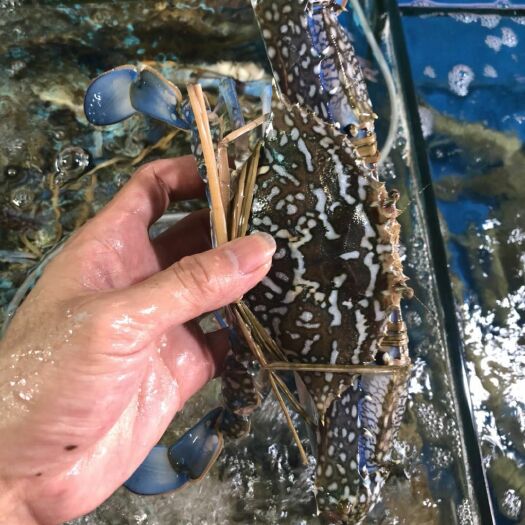南宁锯缘青蟹 花蟹