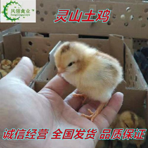 南宁 灵山土鸡苗