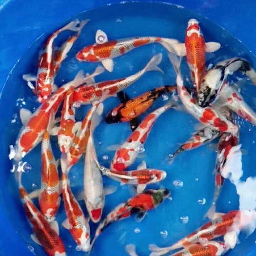 广州【产地直销】锦鲤鱼苗，免费提供技术指导