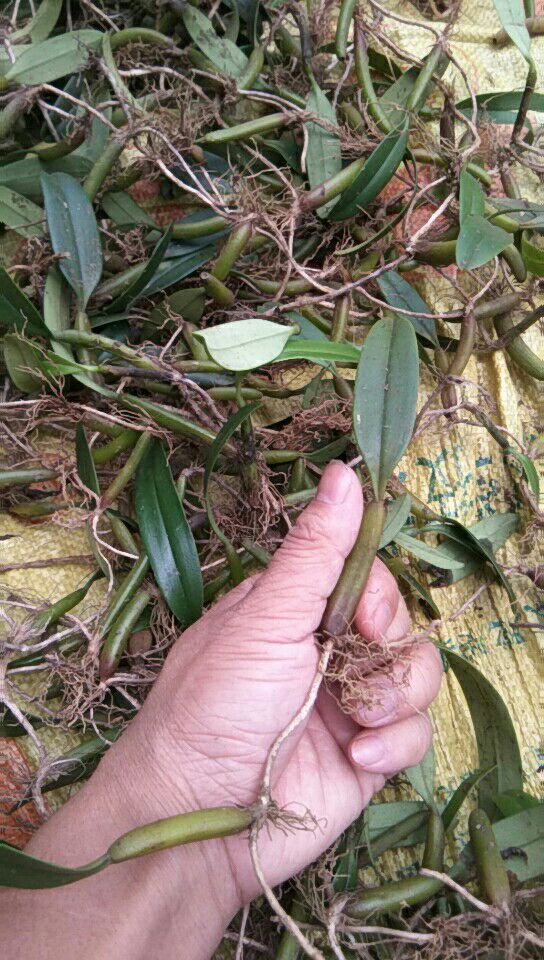 石橄榄 新鲜货   现找现卖