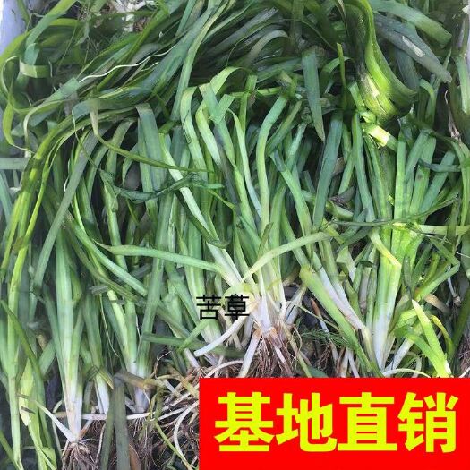 杭州苦草 四季常绿、矮、大量低价出售！
