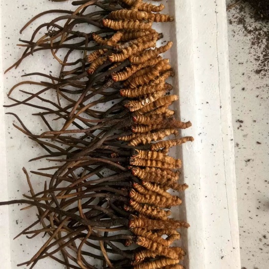 临潭县 虫草