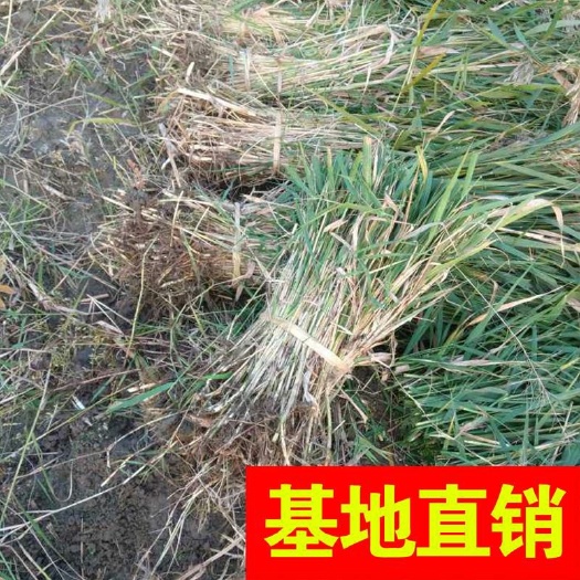 杭州芦苇 基地出售大量青叶、花叶！常年低价出售，基地直销放心产品
