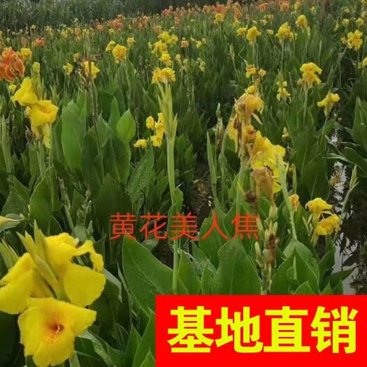 杭州 大量供应黄花、红花、粉花美人蕉，基地直销货源充足，放心购买