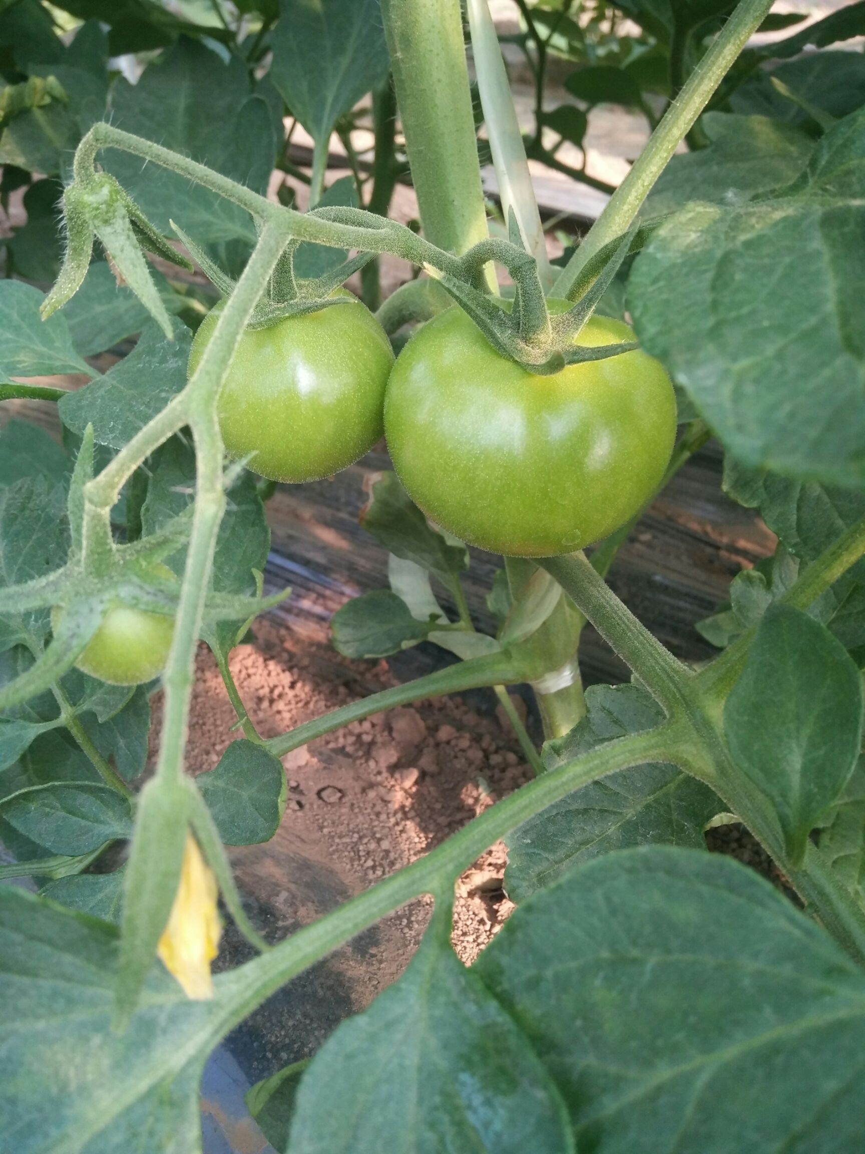 [大红硬果批发] 2019年西红柿快上市了,需求的