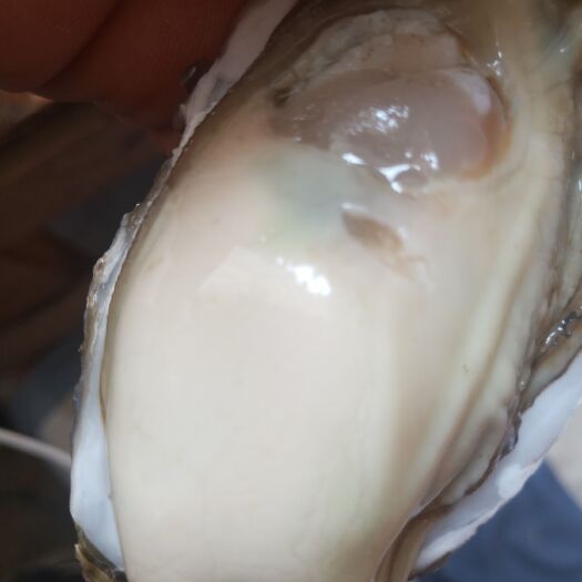 威海三倍体生蚝 300题，二两到8两。