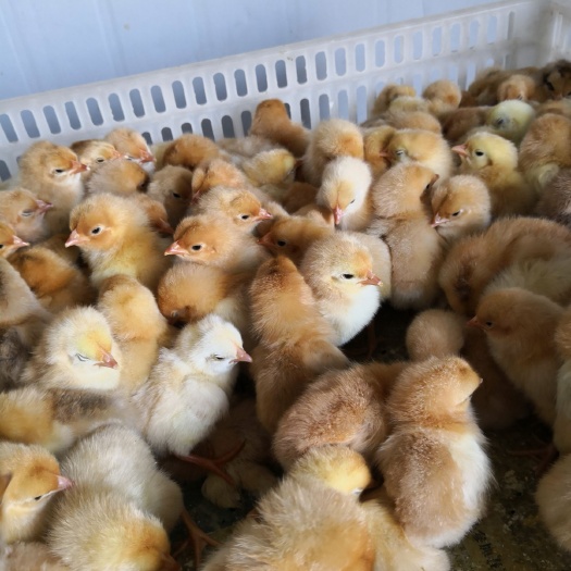 枣阳市 优品质土鸡苗，防疫齐全，价格优。
信昌只做好鸡苗。
