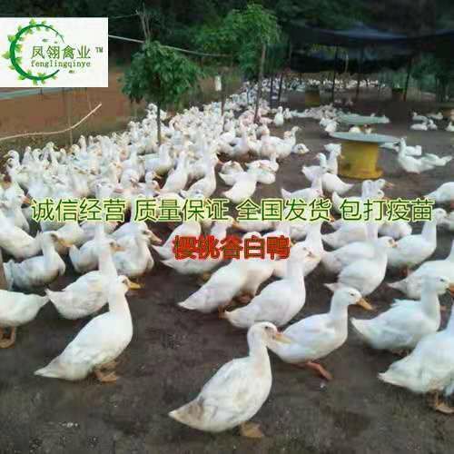 南宁 白鸭苗