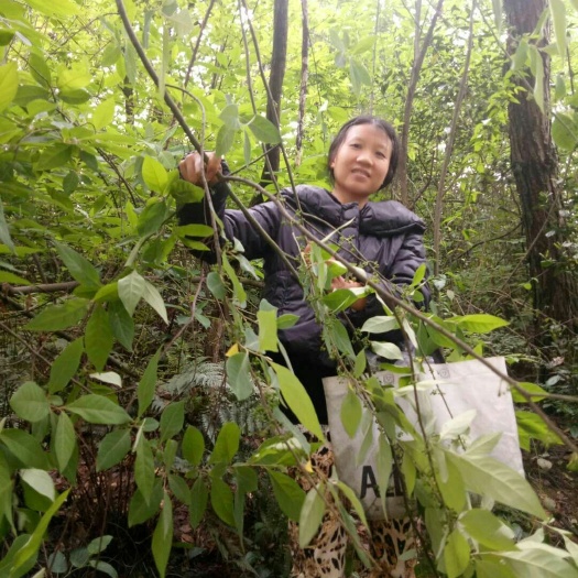 宜昌山胡椒 野生！现摘现发