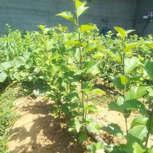 荣成市柘木 柘树苗