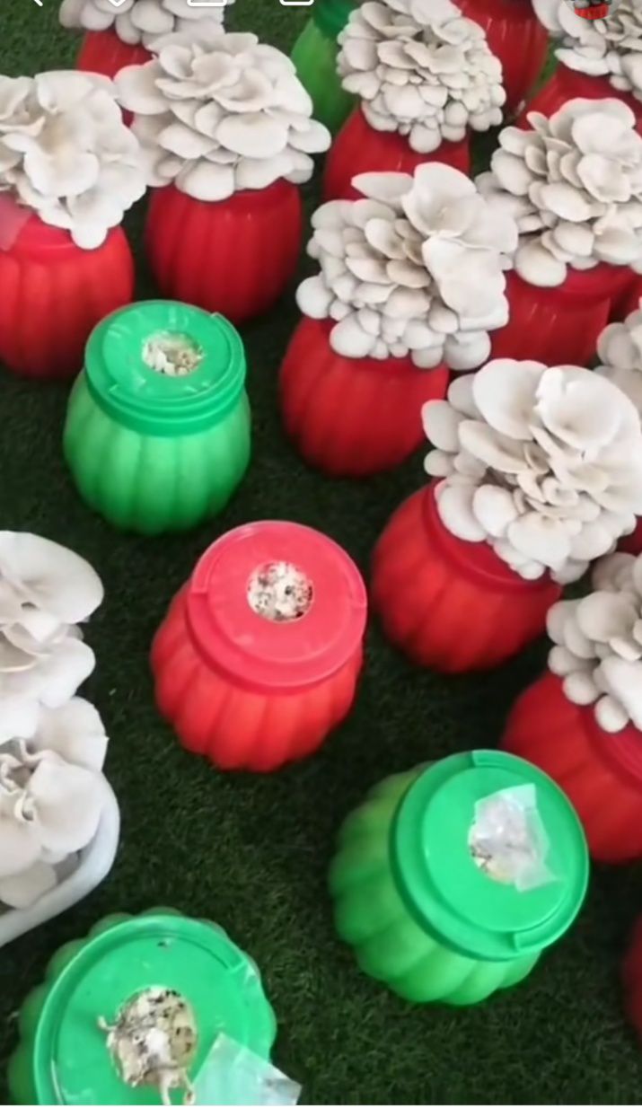  萌萌菇放在家里好看又好吃，小朋友最喜欢的一款蘑菇。