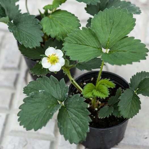  草莓苗四季结果带盆送肥料奶油草莓苗盆栽植物室内花卉果树苗批发