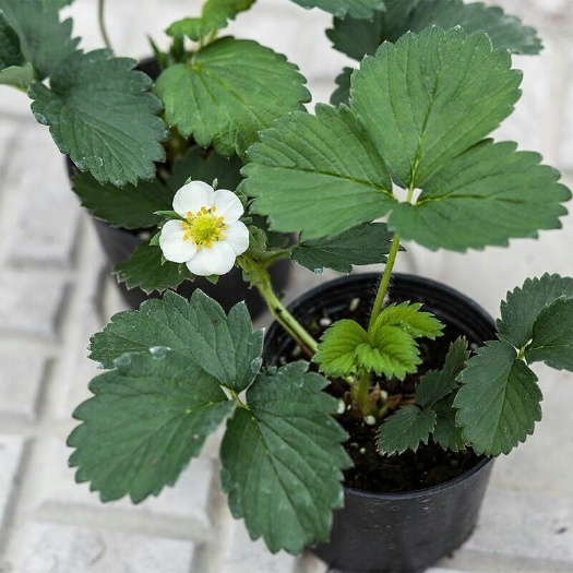 草莓苗四季结果带盆送肥料奶油草莓苗盆栽植物室内花卉果树苗批发