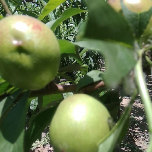 砀山县砀山黄桃 砀山绿色食品，油桃接受预订中