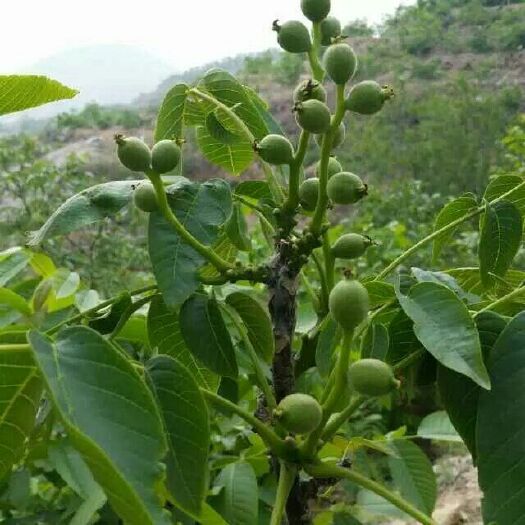 淄博 早实高产抗病强 良种矮化核桃苗基地直发