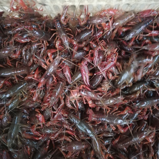湖北汉川清水小龙青壳小龙虾红壳小龙虾直发小龙虾，底板干净