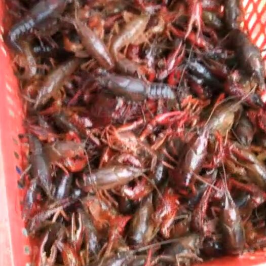 潜江市青壳小龙虾 稻田虾