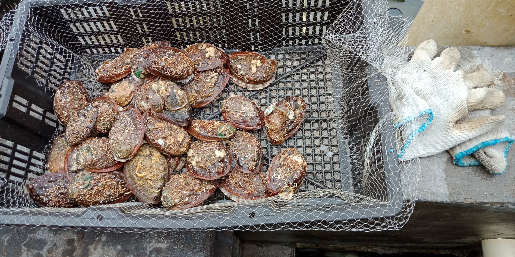 大连小鲍鱼 10头左右