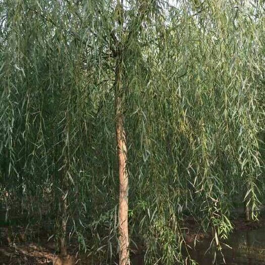博野县垂柳，金丝垂柳，西湖垂柳