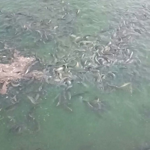 邹城市泥鳅苗 优质台鳅苗