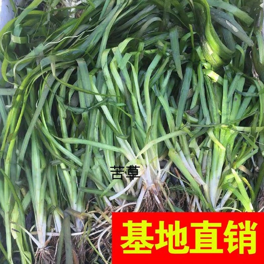 杭州牧草 马蔺
