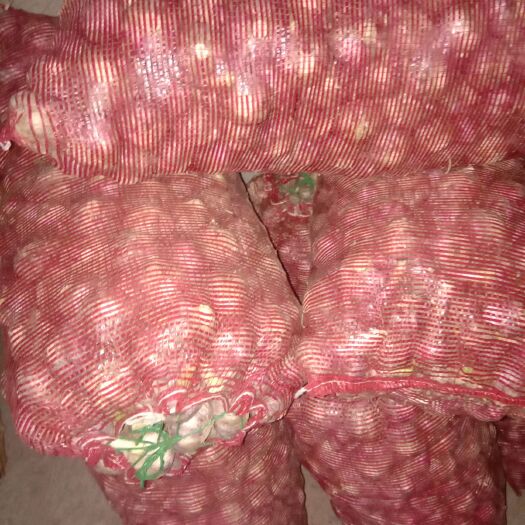 濮阳县 质量一流紫皮大蒜