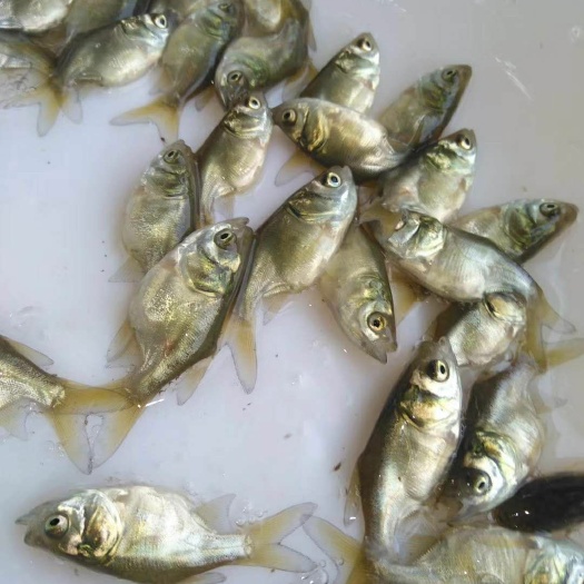 广州 缩骨大头鱼苗，缩骨鳙鱼苗 缩骨胖头鱼苗 缩骨花鲢鱼苗