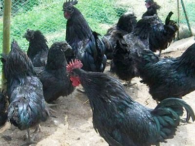 昆明 黑肉鸡苗假一赔十