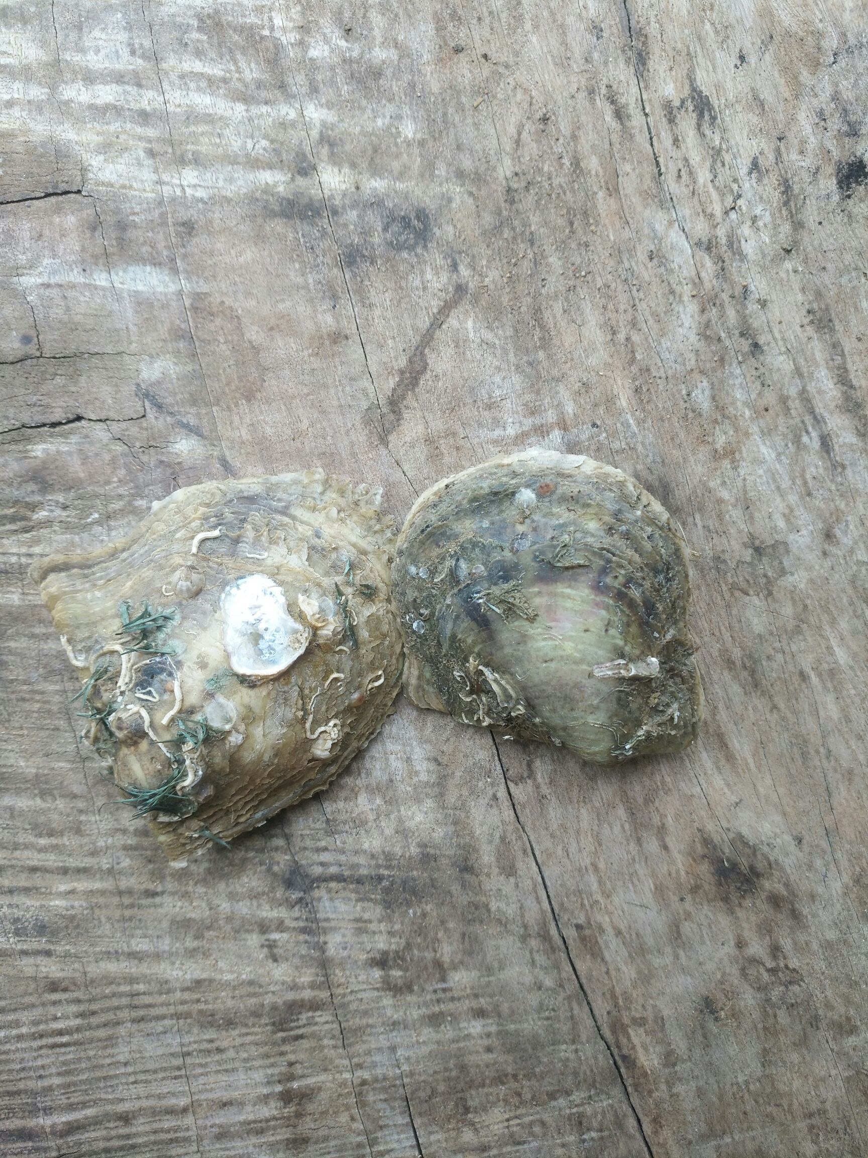 海水珍珠螺
