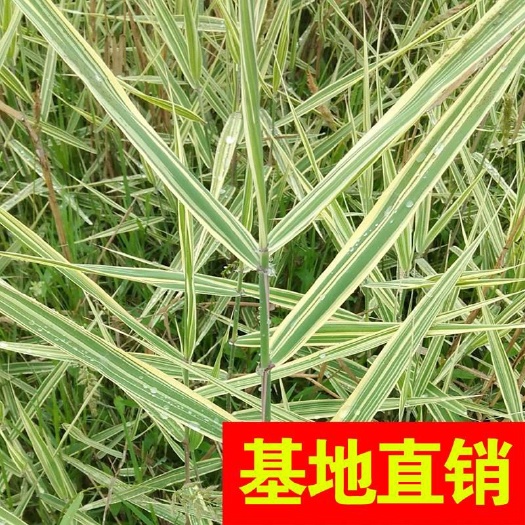 杭州 花叶芦苇大量供应！基地直销放心产品