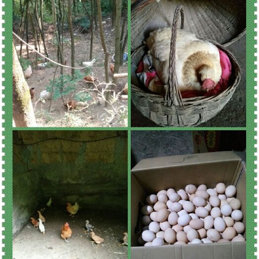 巴东县高山玉米，虫草散养的土鸡蛋。一箱100个包邮，包破损。