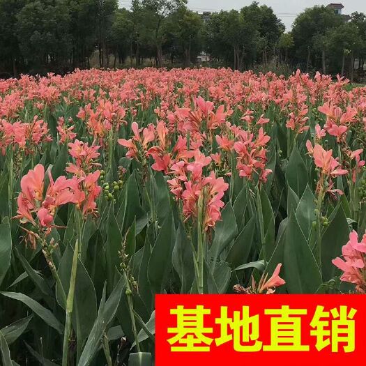 杭州 水生美人蕉、粉花美人蕉基地直销货源充足