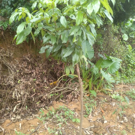 广州仙进奉荔枝苗 仙进奉茘技苗