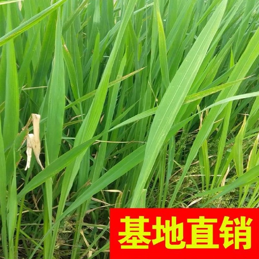 杭州茭白、水葫芦、雨久花基地直销！价格优惠