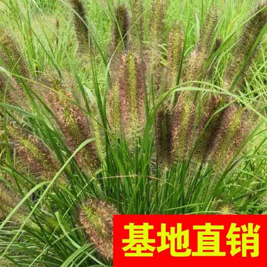 杭州紫柄芋 紫芋大量供应