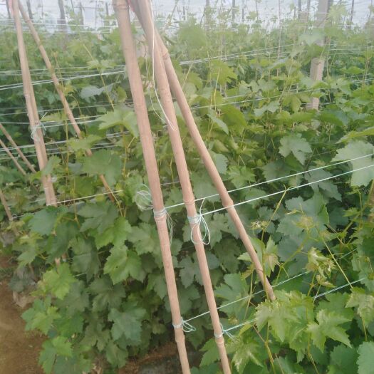 昌黎县 甜蜜蓝宝石青芽，无菌芽。