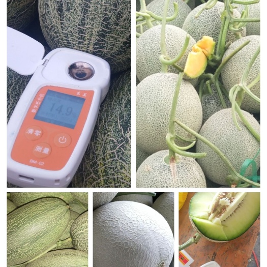 晓密25号  专业的包装团队，为客户安排车，配车，一条龙的服