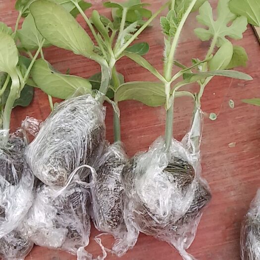 沭阳县 甜瓜苗，西瓜苗，辣椒苗，番茄苗，豆角苗，长豆苗，都有