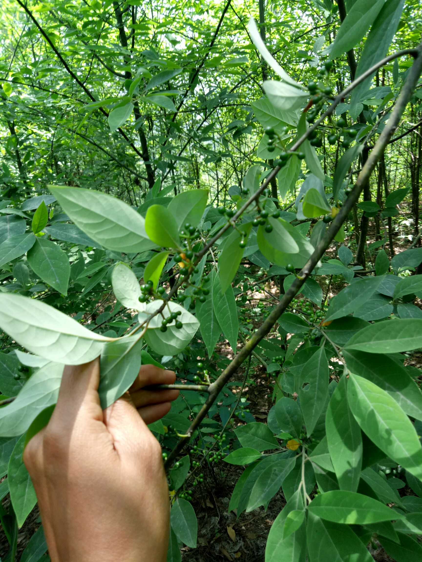  山胡椒 现摘现卖