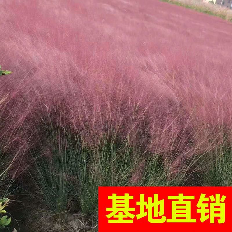 杭州狗尾草 基地出售各类芒草、花叶芒、细叶芒、斑叶芒、乱芒！