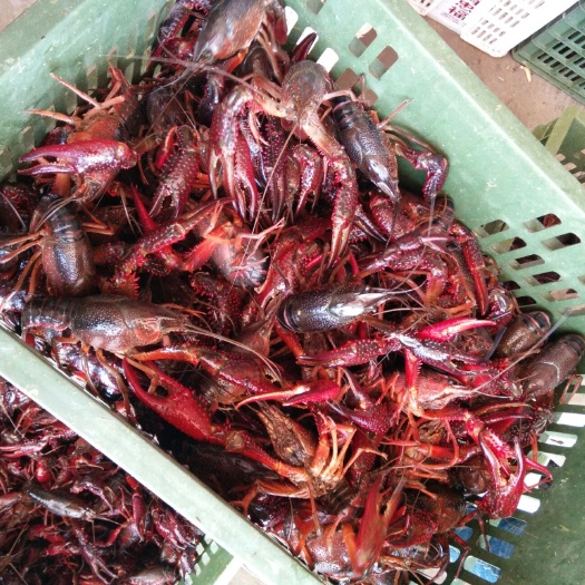 沅江市青红虾 货量充足