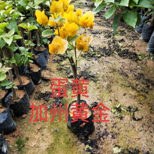 漳州黄花三角梅 自家基地现货供应