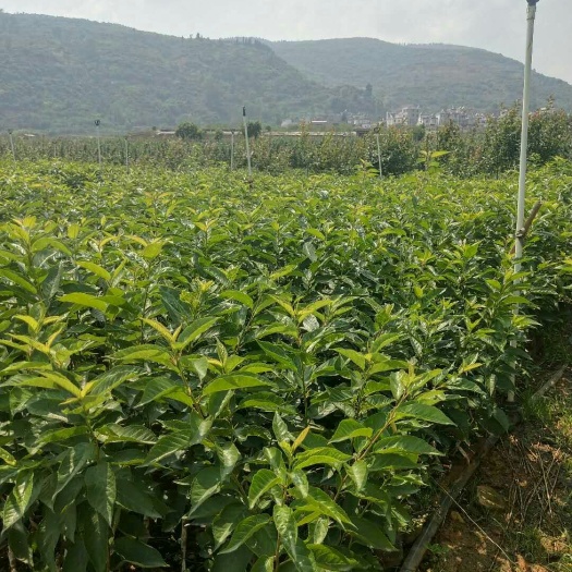 安宁市黑珍珠苗 袋装樱桃树苗