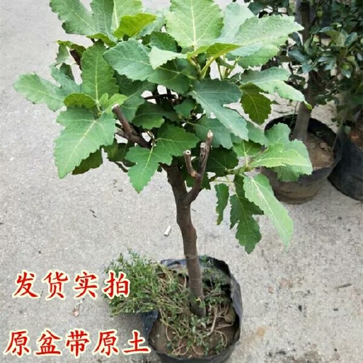 平邑县波姬红无花果苗 无花果果树苗带土球发货波姬红当年结果量大价格从优