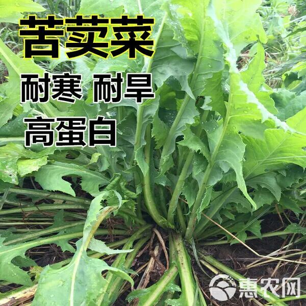 青绿饲料  苦荬菜种子 多年生牧草 猪牛羊鸡鸭鹅苦麻菜苦麦菜苦买菜苦卖菜